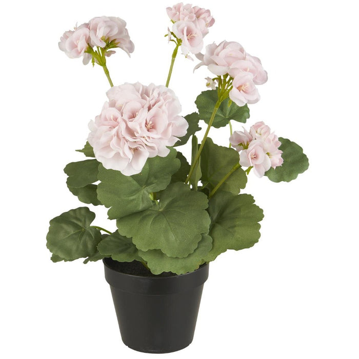 Pelargonie i potte rosa blomster